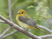 IMG_1125-web * Scarlet Tanager (female); South Padre Island Thicket. * 1050 x 791 * (268KB)
