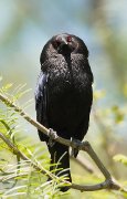 IMG_1200-c1-web * Bronzed Cowbird; Laguna Atascosa NWR. * 513 x 800 * (246KB)