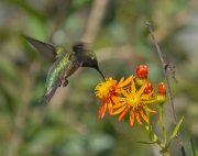 IMG_1286-final2-web * Ruby-throated Hummingbird; South Padre Island Convention Center. * 1008 x 800 * (248KB)