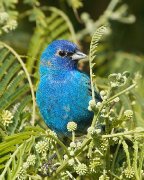 IMG_1338-c1-web * Indigo Bunting; South Padre Island Convention Center. * 640 x 800 * (327KB)