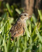 IMG_1424-c1-web * Lincoln's Sparrow; South Padre Island Convention Center. * 652 x 800 * (219KB)