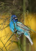 IMG_1458-c1-web * Indigo Bunting; South Padre Island Convention Center. * 567 x 800 * (227KB)
