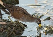 IMG_1483-c1-alt-web * Sora; South Padre Island Convention Center. * 1050 x 748 * (354KB)
