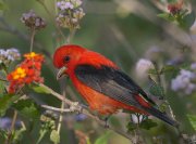 IMG_1896-c1-alt4-web * Scarlet Tanager; South Padre Island Convention Center. * 1050 x 778 * (271KB)