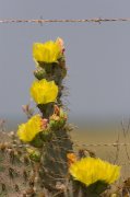 IMG_1966-web * Cactus in bloom; Old Port Isabel Road. * 533 x 800 * (175KB)