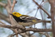IMG_2074-c1-web * Black-throated Green Warbler; Valley Nature Center, Weslaco. * 1050 x 717 * (247KB)