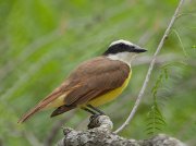 IMG_2078-web * Great Kiskadee; Valley Nature Center, Weslaco. * 1050 x 784 * (243KB)