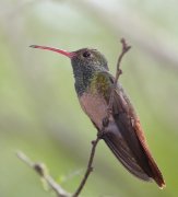 IMG_2105-web * Buff-bellied Hummingbird; Valley Nature Center, Weslaco. * 727 x 800 * (228KB)