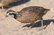 IMG_2179-web * Northern Bobwhite; Dos Venadas. * 1050 x 684 * (295KB)