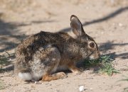 IMG_2181-web * Desert Cottontail; Dos Venadas. * 1050 x 759 * (295KB)
