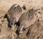 IMG_2195-web * Northern Bobwhite; Dos Venadas. * 863 x 800 * (455KB)