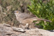 IMG_2247-c1-web * Curve-billed Thrasher; Dos Venadas. * 1050 x 697 * (307KB)