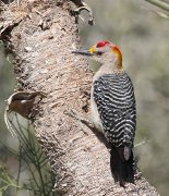 IMG_2256-c1-web * Golden-fronted Woodpecker; Dos Venadas. * 691 x 800 * (346KB)