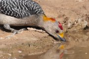IMG_2263-c1-web * Golden-fronted Woodpecker; Dos Venadas. * 1050 x 700 * (329KB)