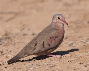 IMG_2284-web * Common Ground-dove; Dos Venadas. * 1000 x 800 * (252KB)
