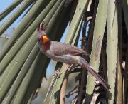 IMG_2357-c1-web * Pyrrhuloxia; Dos Venadas. * 981 x 800 * (312KB)