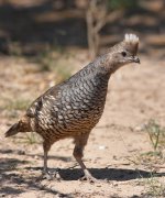 IMG_2382-c1-web * Scaled Quail; Dos Venadas. * 669 x 800 * (229KB)
