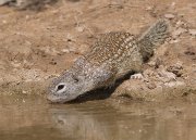 IMG_2389-web * Mesxican Ground Squirrel; Dos Venadas. * 1050 x 753 * (369KB)
