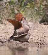 IMG_2442-web * Common Ground-doves making more of them; Dos Venadas. * 710 x 800 * (257KB)