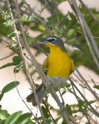 IMG_2476-c1-web * Yellow-breasted Chat; Dos Venadas. * 640 x 800 * (235KB)