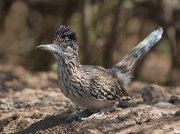 IMG_2497-web * Greater Roadrunner; Dos Venadas. * 1050 x 787 * (351KB)