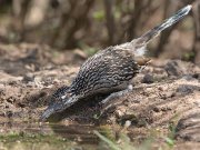 IMG_2531-web * Greater Roadrunner; Dos Venadas. * 1050 x 790 * (379KB)