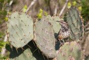 IMG_2822-c1-alt2-web * Cactus Wren; Dos Venadas. * 1050 x 716 * (358KB)