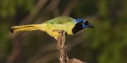 IMG_2873-web * Green Jay; Dos Venadas. * 1050 x 525 * (240KB)