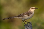 IMG_2973-c1-web * Northern Mockingbird; Dos Venadas. * 1050 x 700 * (272KB)