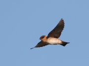 IMG_2997-c1-web * Cave Swallow; Bentsen-Rio Grande State Park. * 1000 x 750 * (121KB)