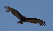 IMG_3043-c1-web * Turkey Vulture; Bentsen-Rio Grande State Park. * 1050 x 618 * (246KB)