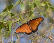 IMG_3057-web * Butterfly; Bentsen-Rio Grande State Park. * 1000 x 800 * (298KB)