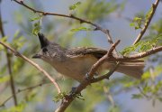 IMG_3069-web * Tufted Titmouse; Bentsen-Rio Grande State Park. * 1050 x 725 * (260KB)