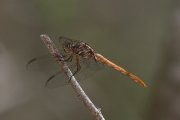 IMG_8731-web * Dragonfly; Santa Ana NWR. * 1050 x 700 * (193KB)