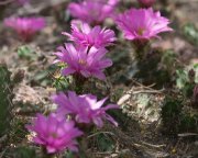 IMG_8739-web * Cactus in bloom; Santa Ana NWR. * 994 x 800 * (327KB)