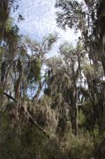 IMG_8742-web * Spanish Moss; Santa Ana NWR. * 533 x 800 * (353KB)