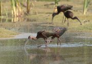 IMG_8877-c1-web * Glossy Ibis; Santa Ana NWR. * 1050 x 739 * (301KB)