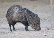 IMG_9118-web * Javelina; Bentsen-Rio Grande State Park. * 1050 x 737 * (391KB)