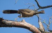 IMG_9233-web * Plain Chacalaca; Bentsen-Rio Grande State Park. * 1050 x 670 * (301KB)