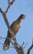 IMG_9245-web * Plain Chacalaca calling; Bentsen-Rio Grande State Park. * 498 x 800 * (228KB)