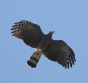 IMG_9372-c1-alt2-web * Hook-billed Kite; Bentsen-Rio Grande State Park. * 852 x 800 * (157KB)