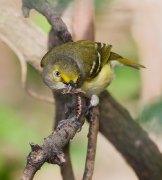 IMG_9486-alt-web * White-eyed Vireo with lunch; Frontera Audubon Thicket, Weslaco. * 720 x 800 * (194KB)