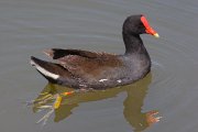 IMG_9591-web * Common Moorhen; South Padre Island Convention Center. * 1050 x 700 * (223KB)