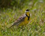 IMG_9730-web * Eastern Meadowlark; South Padre Island Convention Center. * 1000 x 800 * (306KB)