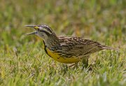 IMG_9743-web * Eastern Meadowlark; South Padre Island Convention Center. * 1050 x 719 * (303KB)
