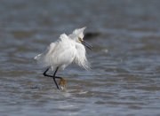 IMG_9786-c1-web * Snowy Egret; South Padre Island Convention Center. * 1050 x 768 * (203KB)