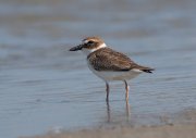 IMG_9800-c1-web * Wilson's Plover; South Padre Island Convention Center. * 1050 x 742 * (165KB)
