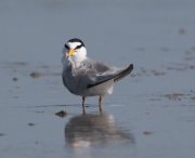 IMG_9809-c1-web * Least Tern; South Padre Island Convention Center. * 981 x 800 * (177KB)