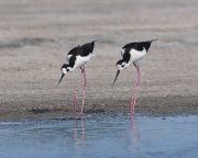 IMG_9856-c1-web * Black-necked Stilts; South Padre Island Convention Center. * 1000 x 800 * (240KB)