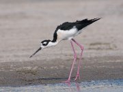 IMG_9862-c1-web * Black-necked Stilt; South Padre Island Convention Center. * 1050 x 788 * (241KB)
